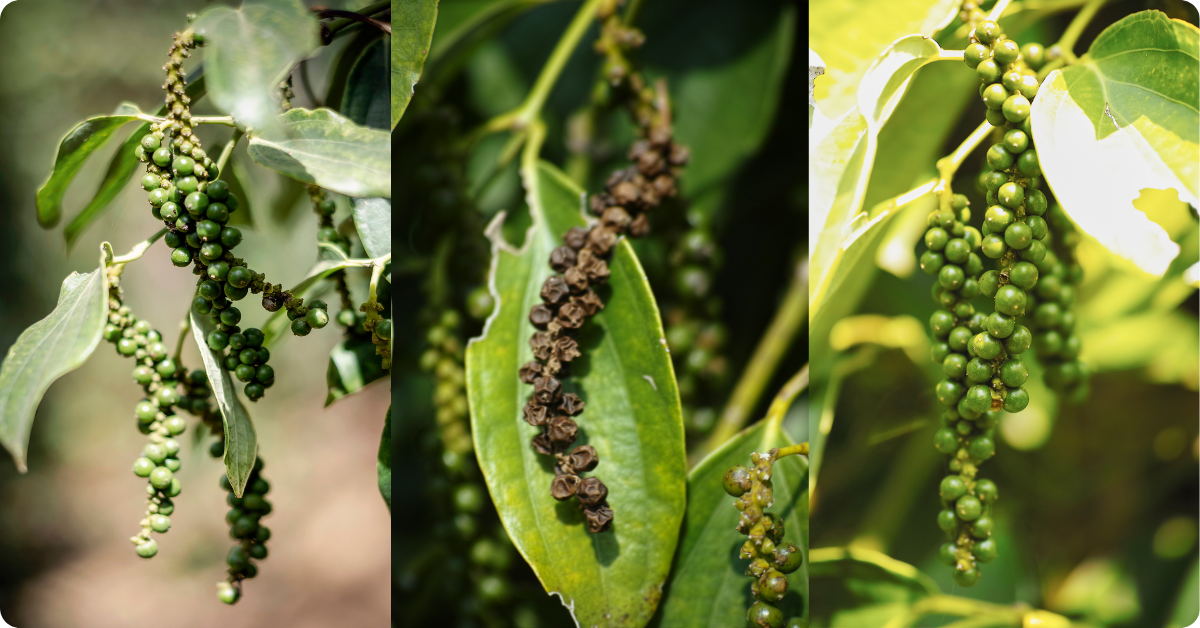 Kampotský pepř   (1200 x 628 px) (3)